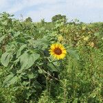 Helianthus annuus Celota