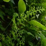 Anogramma leptophylla Leaf