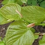 Tilia × europaea পাতা