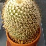 Mammillaria spinosissima 葉