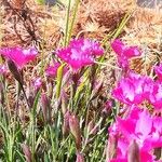 Dianthus sylvestris ᱛᱟᱦᱮᱸ