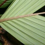 Calyptrogyne trichostachys Hoja