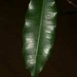 Parahancornia fasciculata Leaf