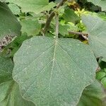 Roldana petasitis Leaf