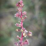 Amaranthus torreyi Цвят