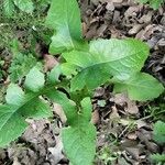 Lactuca floridana Levél