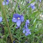 Veronica fruticans Blomma