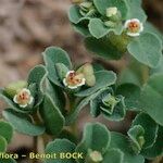 Euphorbia chamaesyce Diğer