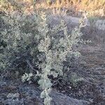 Quercus rotundifolia Habit