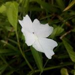 Thunbergia laevis ᱵᱟᱦᱟ