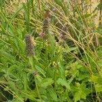 Stachys officinalis Характер