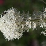 Xerophyllum tenax Blomma
