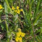 Camelina microcarpa برگ