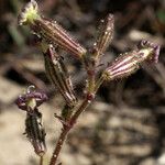 Silene nicaeensis Flower