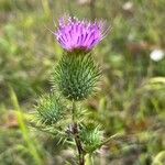 Carduus acanthoidesFlower