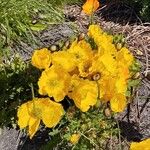 Papaver nudicauleÕis