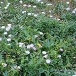 Convolvulus arvensisപുഷ്പം