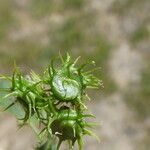 Medicago polymorpha Frukto