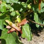 Acer sempervirens Fruit