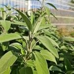 Salvia officinalis পাতা