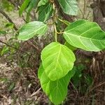 Ficus vallis-choudae Ліст