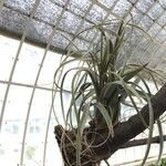 Tillandsia schiedeana 葉