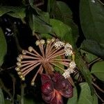 Marcgravia nepenthoides Fruit