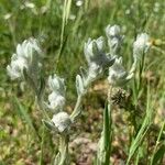 Bombycilaena discolor Blüte