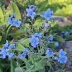 Cynoglossum amabile Floare