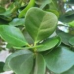 Ficus natalensis Hoja