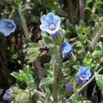 Lithodora hispidula 花