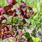 Euphorbia amygdaloidesFlower