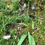 Dactylorhiza maculata Fiore