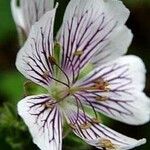 Geranium renardii Flower