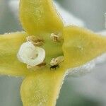 Elaeagnus angustifolia 花
