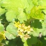 Ribes fasciculatum പുഷ്പം