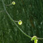 Tilia × europaea Blad