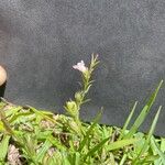 Agalinis communis Flower