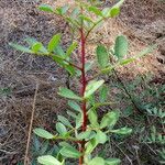 Pistacia lentiscus Leaf