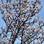 Prunus amygdalus 形態