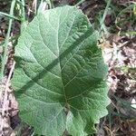 Arctium nemorosum葉