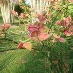 Euphorbia bracteata Leaf
