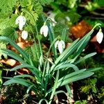 Galanthus nivalis 葉