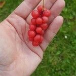 Schisandra chinensis Fruchs