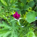 Callirhoe involucrata പുഷ്പം