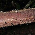 Alsophila firma Bark