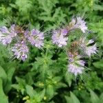 Phacelia tanacetifoliaFlower