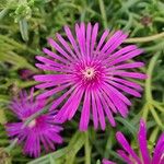 Delosperma cooperiBloem