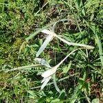 Colchicum autumnaleFlower