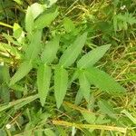 Sium latifolium Hoja